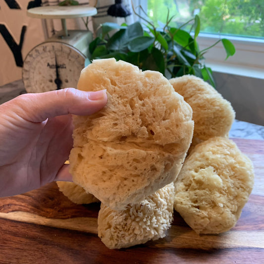 4 inch sea sponge