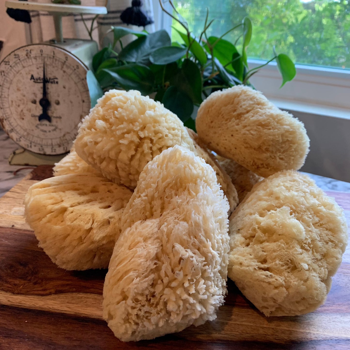 4 inch sea sponges