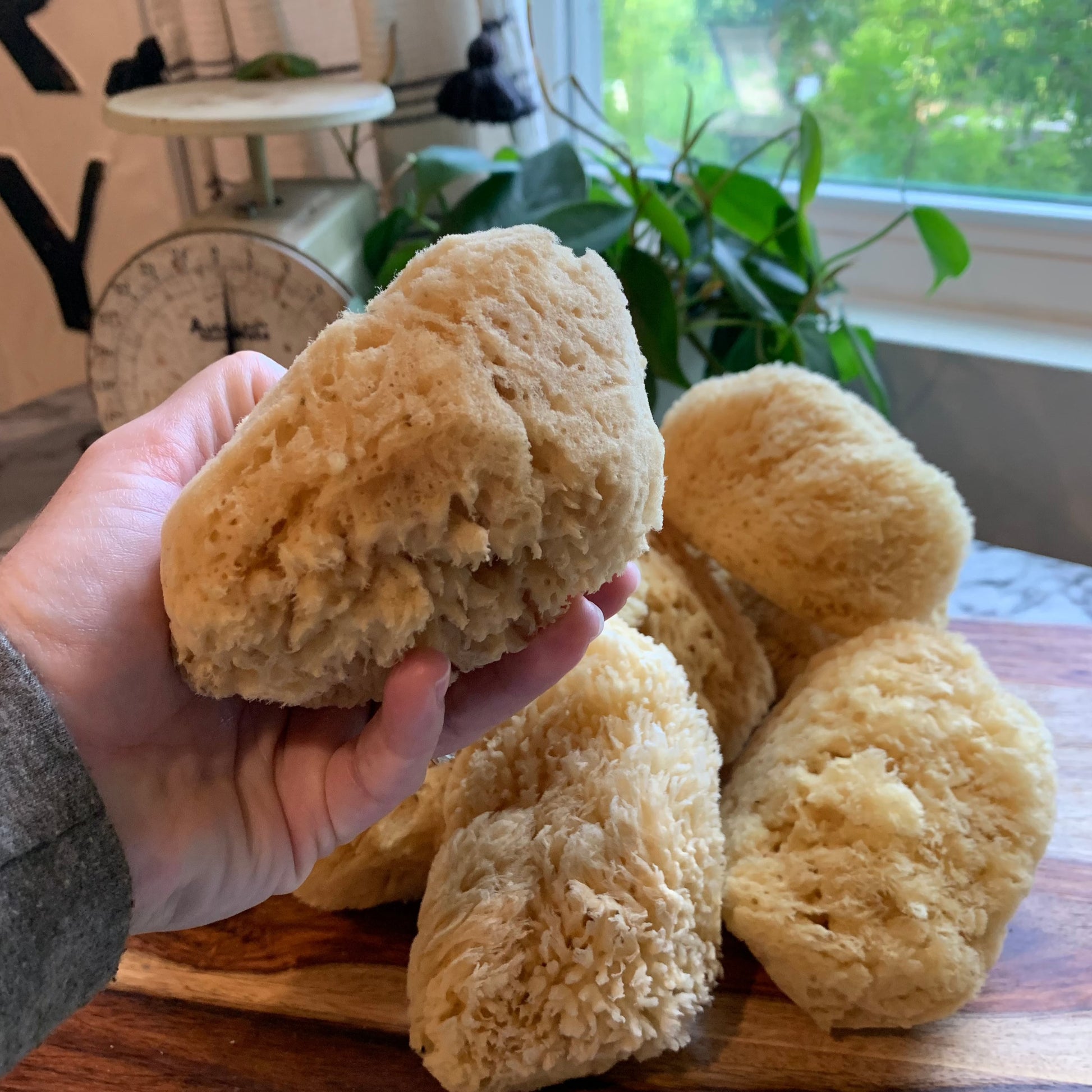 4 inch sea sponges